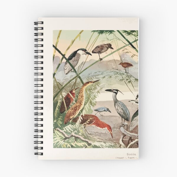 Item preview, Birds of the Amazon Album de aves amazonicas Emil Goldi 1906 006 Socos Arapapa Taqiry Soco boi designed and sold by WetdryvacRB01.