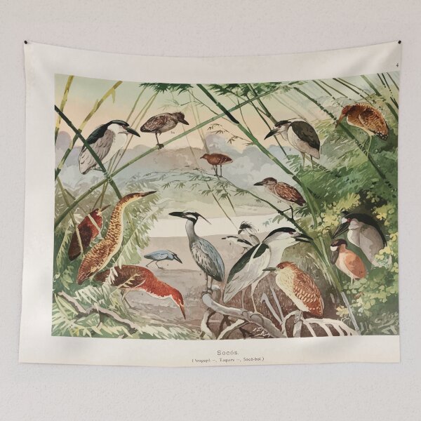 Item preview, Birds of the Amazon Album de aves amazonicas Emil Goldi 1906 006 Socos Arapapa Taqiry Soco boi designed and sold by WetdryvacRB01.