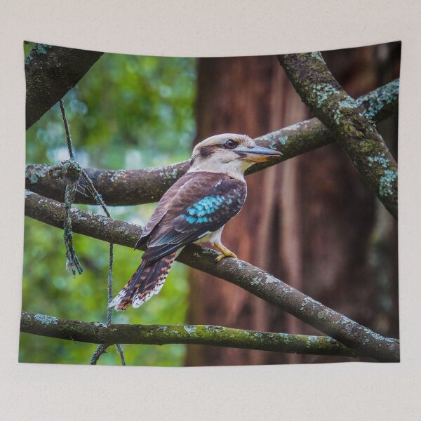 Item preview, Blue Winged Kookaburra in the Dandenongs designed and sold by Steven Jodoin.