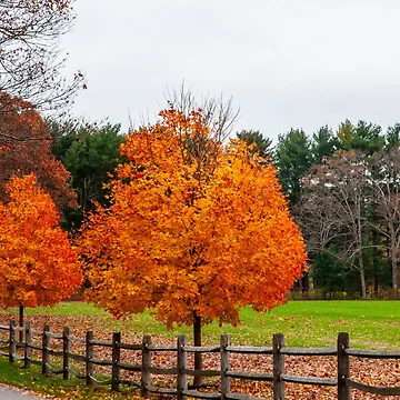 Artwork thumbnail, Fence Line by Ruth Curtis