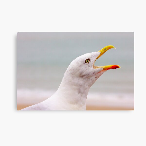 Hungry Seagull with an Open Beak Canvas Print