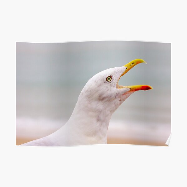 Pleated Motif Gulls Dune SeaCUSTOMOh DrillingKlemmfix Photo Print 