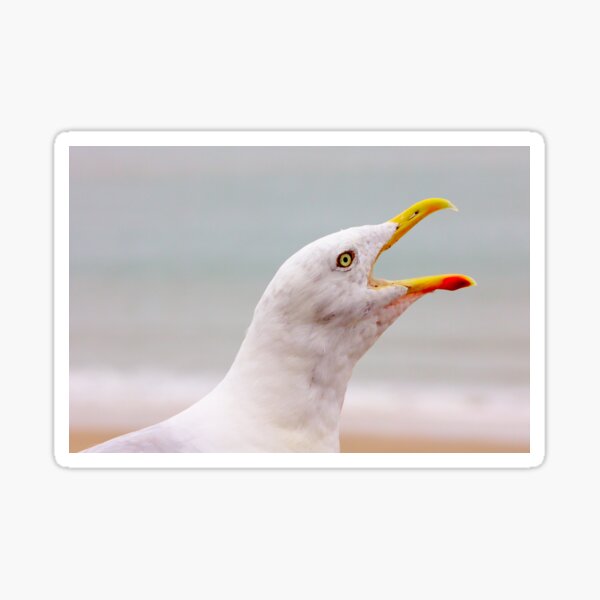 Hungry Seagull with an Open Beak Sticker