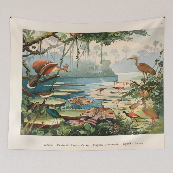 Item preview, Birds of the Amazon Album de aves amazonicas Emil Goldi 1906 009 Cigna Pavo do Para Carao Piacoca Saracura Acana Ipequy designed and sold by WetdryvacRB01.