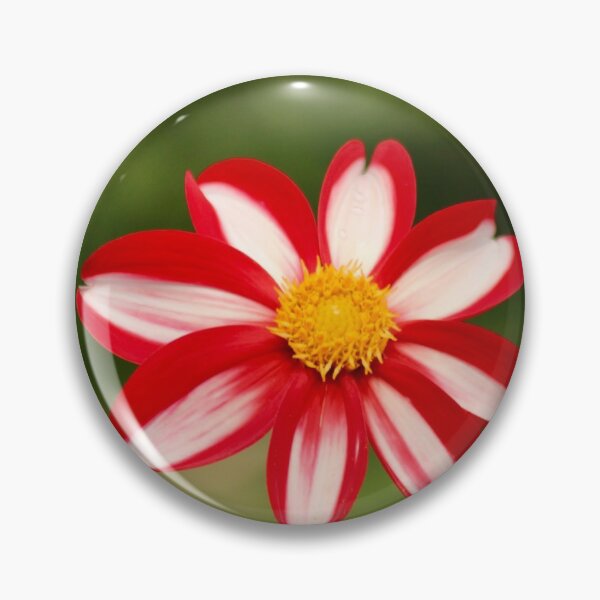 Item preview, Red and white dahlia designed and sold by Sandi Walmsley.