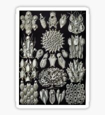 Haeckel Bryozoa Sticker