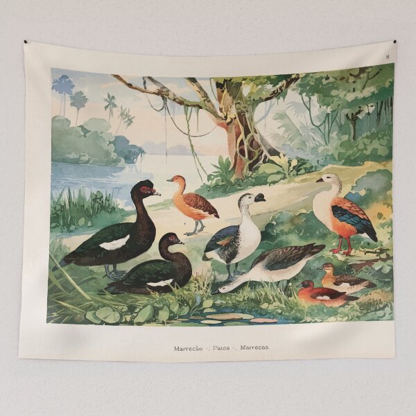Item preview, Birds of the Amazon Album de aves amazonicas Emil Goldi 1906 010 Marrecao Patos Marrecas designed and sold by WetdryvacRB01.
