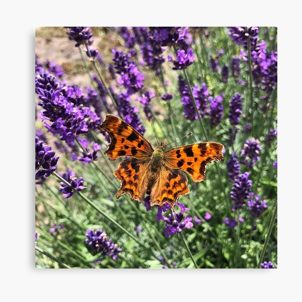 A Beautiful Butterfly on my Lavender by Rochelle McConnachie Canvas Print