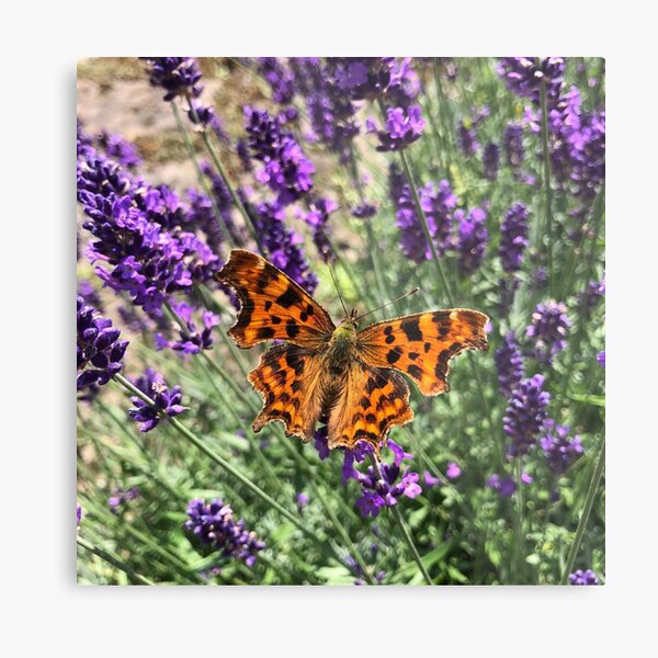 A Beautiful Butterfly on my Lavender by Rochelle McConnachie Metal Print