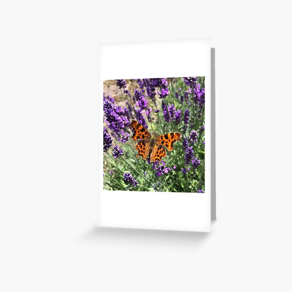 A Beautiful Butterfly on my Lavender by Rochelle McConnachie Greeting Card