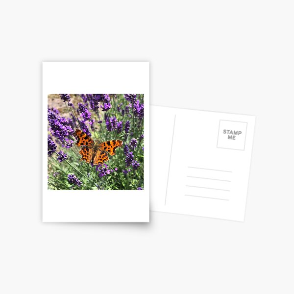 A Beautiful Butterfly on my Lavender by Rochelle McConnachie Postcard
