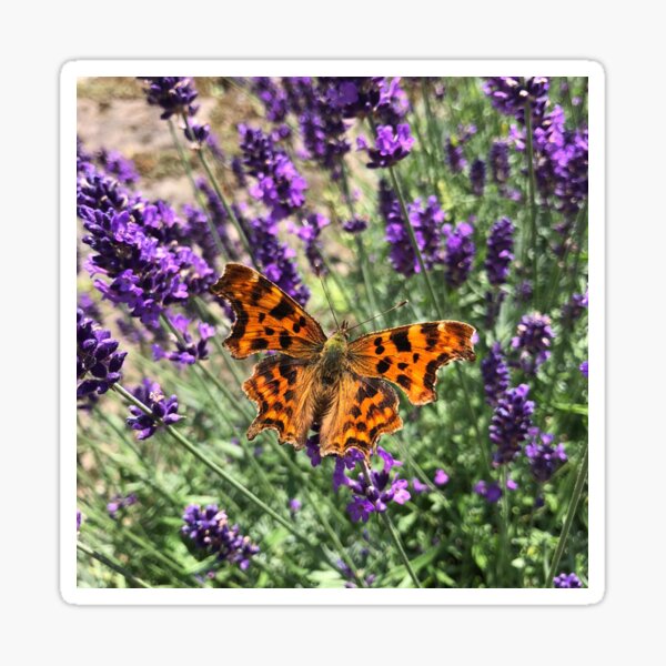 A Beautiful Butterfly on my Lavender by Rochelle McConnachie Sticker
