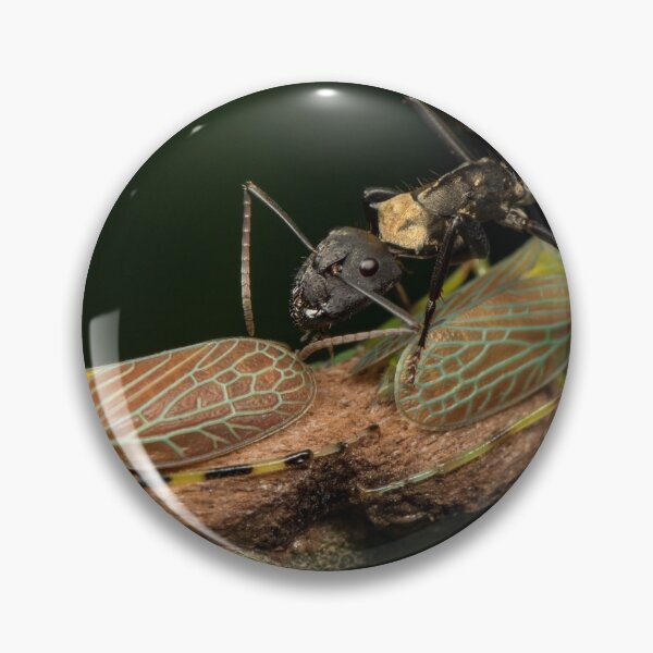 Item preview, Golden Carpenter Ant Tending Treehopers designed and sold by petermarting.