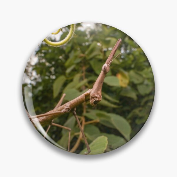Item preview, Jumping Stick Vine Curl designed and sold by petermarting.