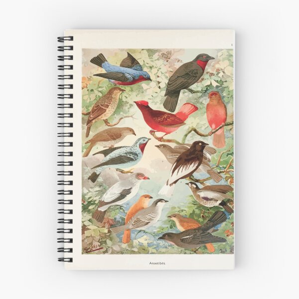 Item preview, Birds of the Amazon Album de aves amazonicas Emil Goldi 1906 015 Anambes designed and sold by WetdryvacRB01.