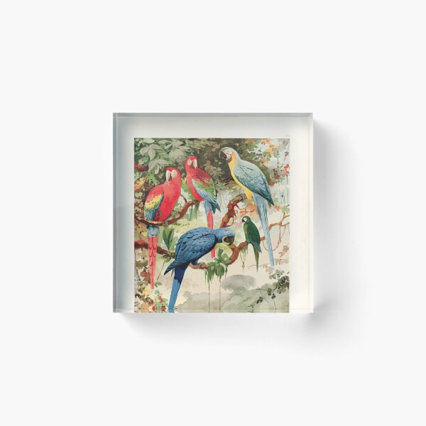 Item preview, Birds of the Amazon Album de aves amazonicas Emil Goldi 1906 016 Araras designed and sold by WetdryvacRB01.