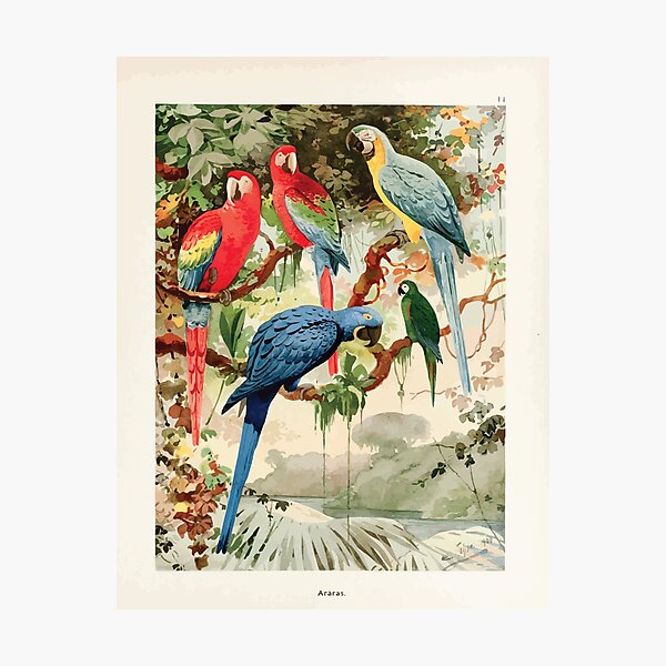 Item preview, Birds of the Amazon Album de aves amazonicas Emil Goldi 1906 016 Araras designed and sold by WetdryvacRB01.
