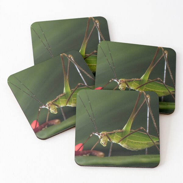 Item preview, Katydid Glow designed and sold by petermarting.