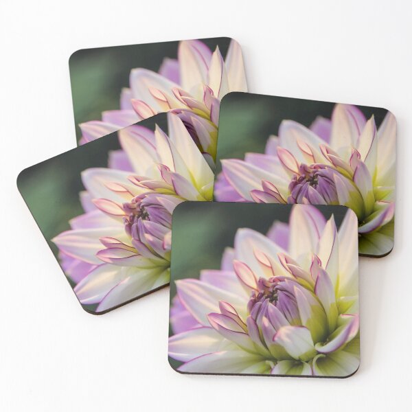 Item preview, Dahlia white with pink edging. designed and sold by John Ray.