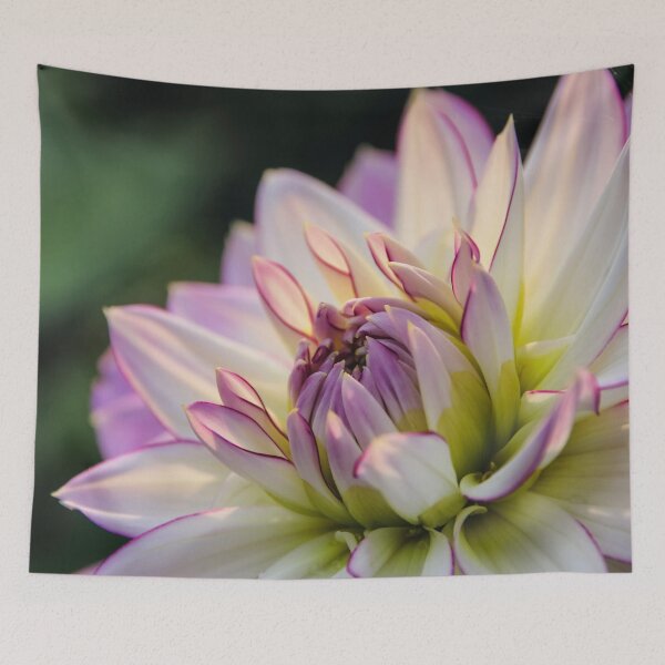 Item preview, Dahlia white with pink edging. designed and sold by John Ray.