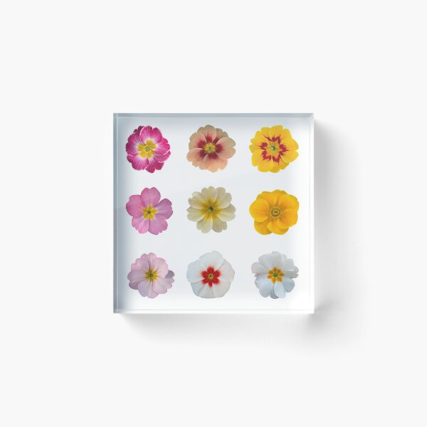 Item preview, Bib flowers 9 Primrose Flowers in Different Colors designed and sold by CottoVerdi.