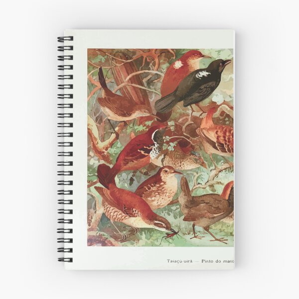 Item preview, Birds of the Amazon Album de aves amazonicas Emil Goldi 1906 021 Taiacu uira Pindo do Mato Mae da Taoca designed and sold by WetdryvacRB01.