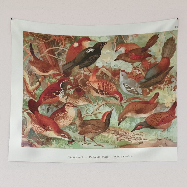 Item preview, Birds of the Amazon Album de aves amazonicas Emil Goldi 1906 021 Taiacu uira Pindo do Mato Mae da Taoca designed and sold by WetdryvacRB01.