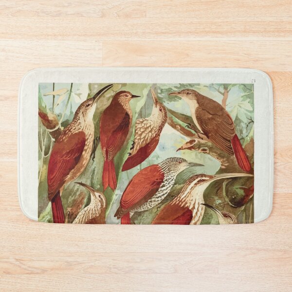 Item preview, Birds of the Amazon Album de aves amazonicas Emil Goldi 1906 023 Arapacus Pseudo Picapaus designed and sold by WetdryvacRB01.