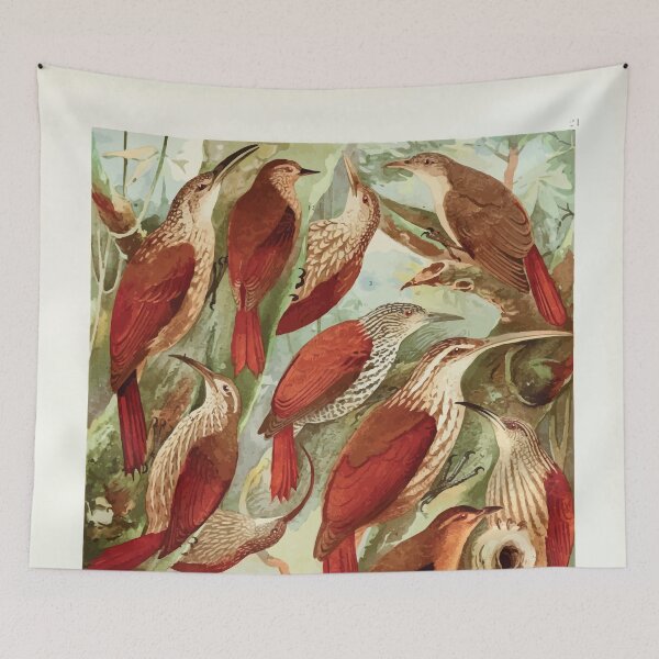 Item preview, Birds of the Amazon Album de aves amazonicas Emil Goldi 1906 023 Arapacus Pseudo Picapaus designed and sold by WetdryvacRB01.