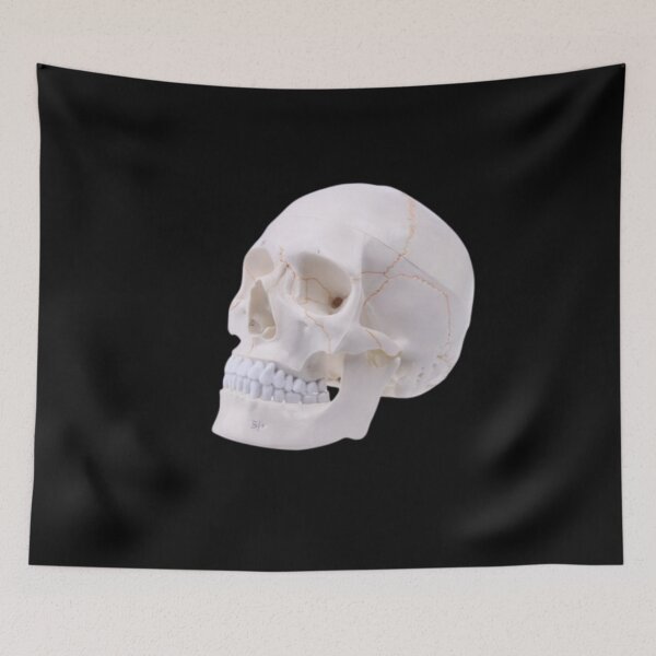 Item preview, Human Anatomy Skull designed and sold by DAREENTER.