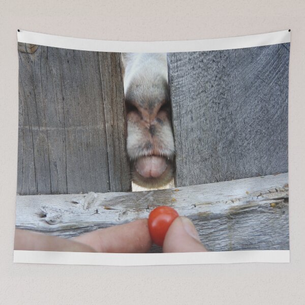 Item preview, funny goat face, goat tongue eating a tomato  designed and sold by Stephanie  Skeem.