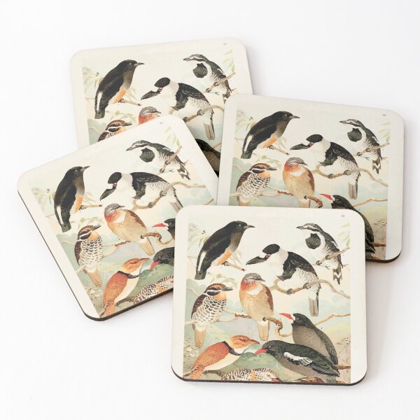 Item preview, Birds of the Amazon Album de aves amazonicas Emil Goldi 1906 028 Macurus Tanguru para Urubusinho designed and sold by WetdryvacRB01.