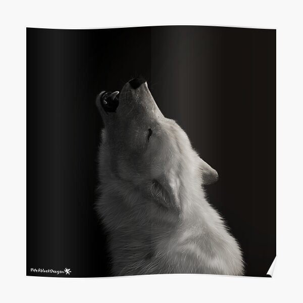 Wandbilder Heulender Wolf Redbubble