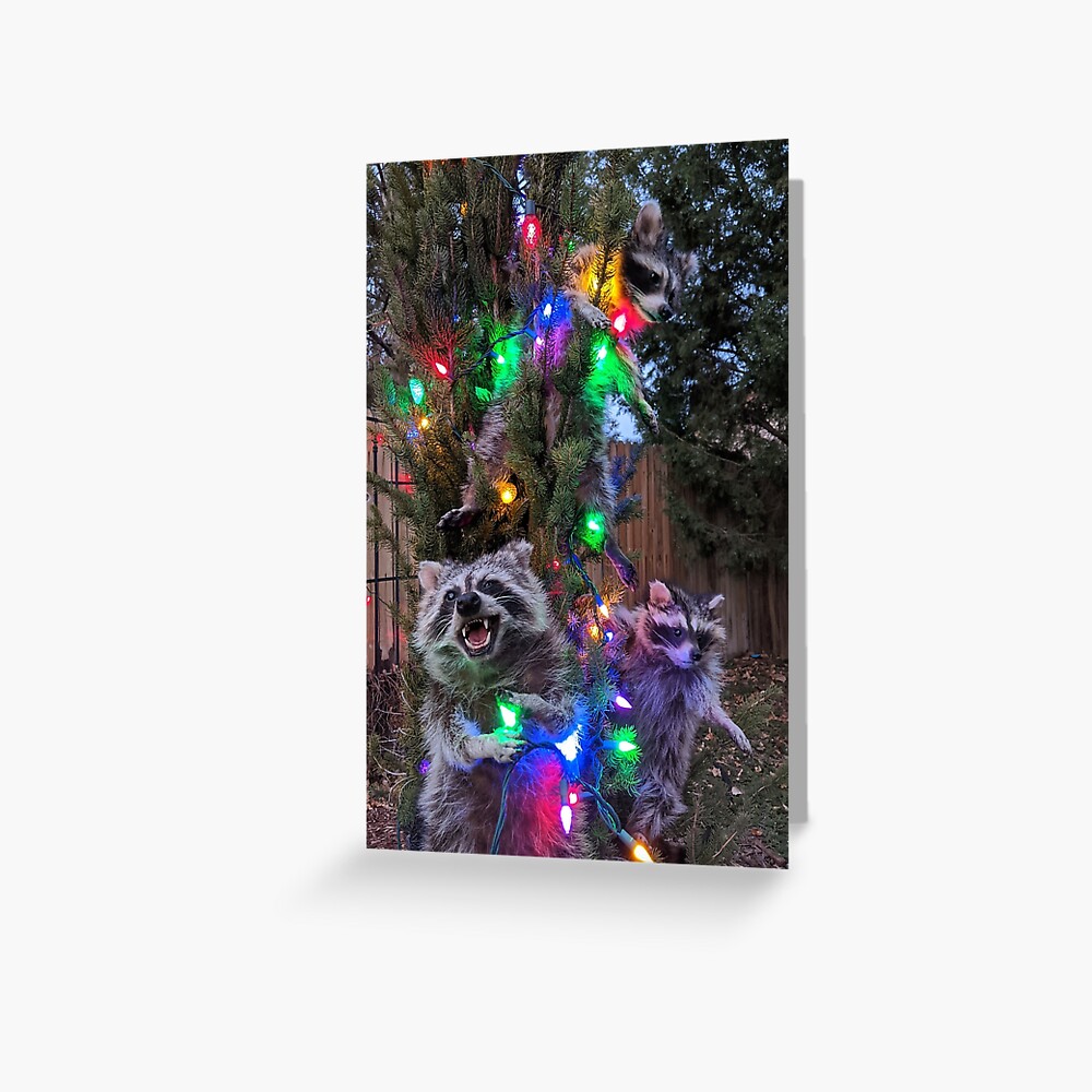 Raccoon Christmas Greeting Card