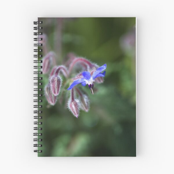 Item preview, Borage Flower With Buds designed and sold by Joy Watson - Natural Light Photography .