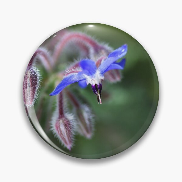 Item preview, Borage Flower With Buds designed and sold by Joy Watson - Natural Light Photography .