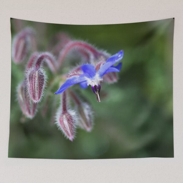 Item preview, Borage Flower With Buds designed and sold by Joy Watson - Natural Light Photography .