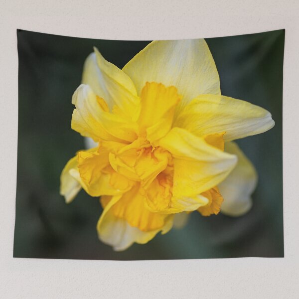 Item preview, Double Yellow Daffodil Spring designed and sold by Joy Watson - Natural Light Photography .