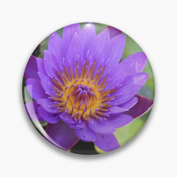 Artikelvorschau, Lilac Water Lily entworfen und verkauft von Rosdenphoto.