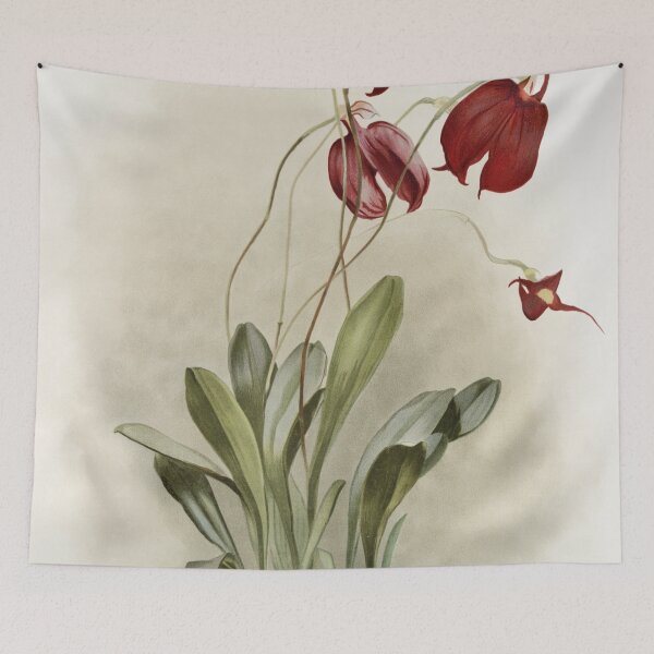 Item preview, Reichenbachia: Orchids Illustrated and Described designed and sold by EsotericBotanic.