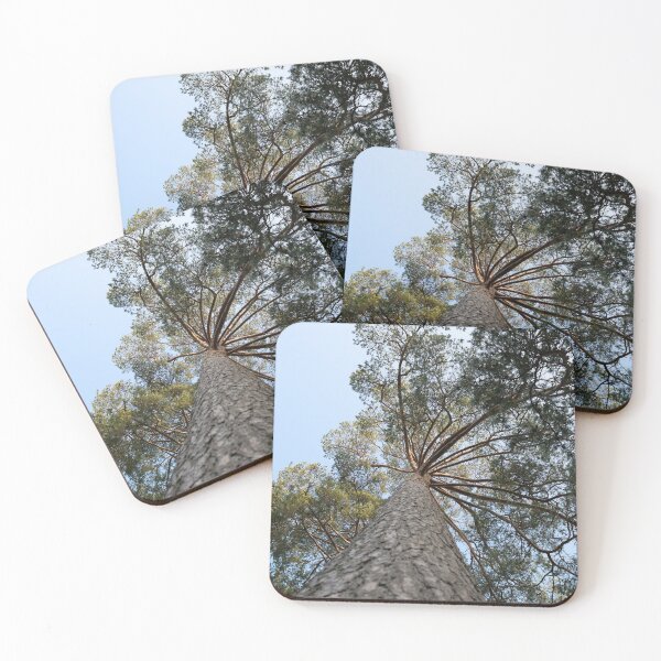 Up view of tree and sunlight effect Coasters (Set of 4)