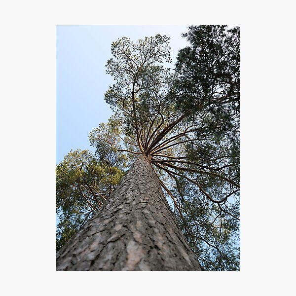 Up view of tree and sunlight effect Photographic Print