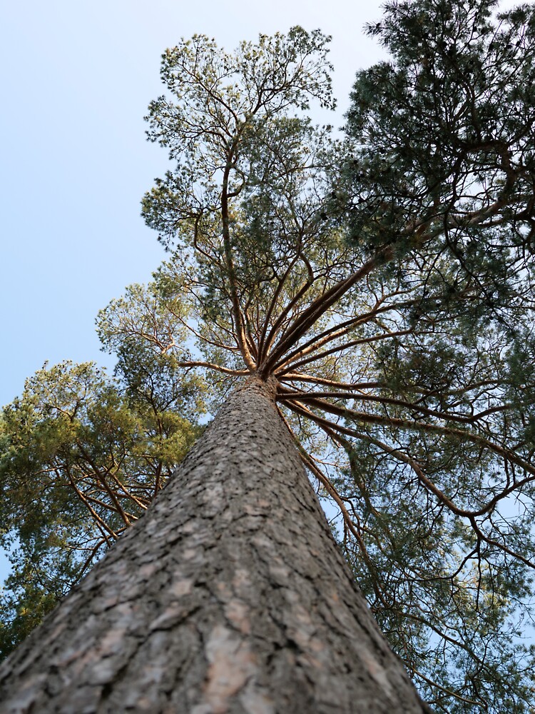 Up view of tree and sunlight effect by santoshputhran