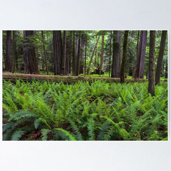Item preview, Sword Ferns in Macmillan Provincial Park designed and sold by Michael Russell Photography.