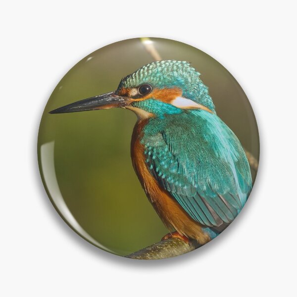 Item preview, Kingfisher  designed and sold by Willbadmanphoto.