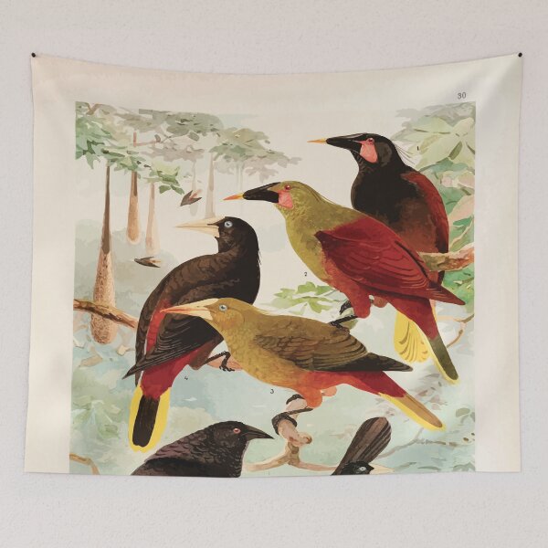 Item preview, Birds of the Amazon Album de aves amazonicas Emil Goldi 1906 032 Japus Irauna Gauche designed and sold by WetdryvacRB01.