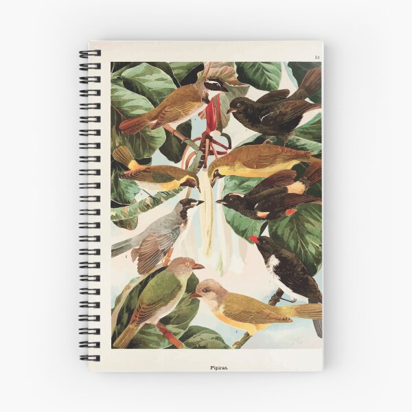 Item preview, Birds of the Amazon Album de aves amazonicas Emil Goldi 1906 035 Pipiras designed and sold by WetdryvacRB01.