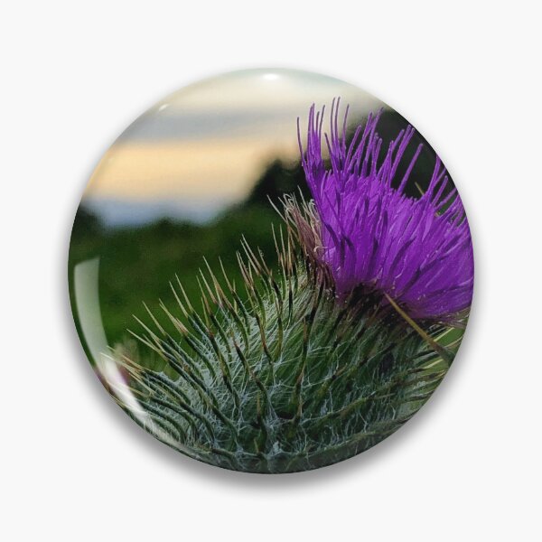 Artikelvorschau, Sunset thistle near Selkirk, Scottish Borders entworfen und verkauft von yourscotborders.