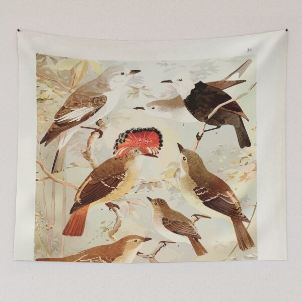 Item preview, Birds of the Amazon Album de aves amazonicas Emil Goldi 1906 038 Viuvinha Lecre Ferreirinho designed and sold by WetdryvacRB01.