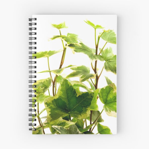 Item preview, Algerian Ivy designed and sold by troianifabrizio.